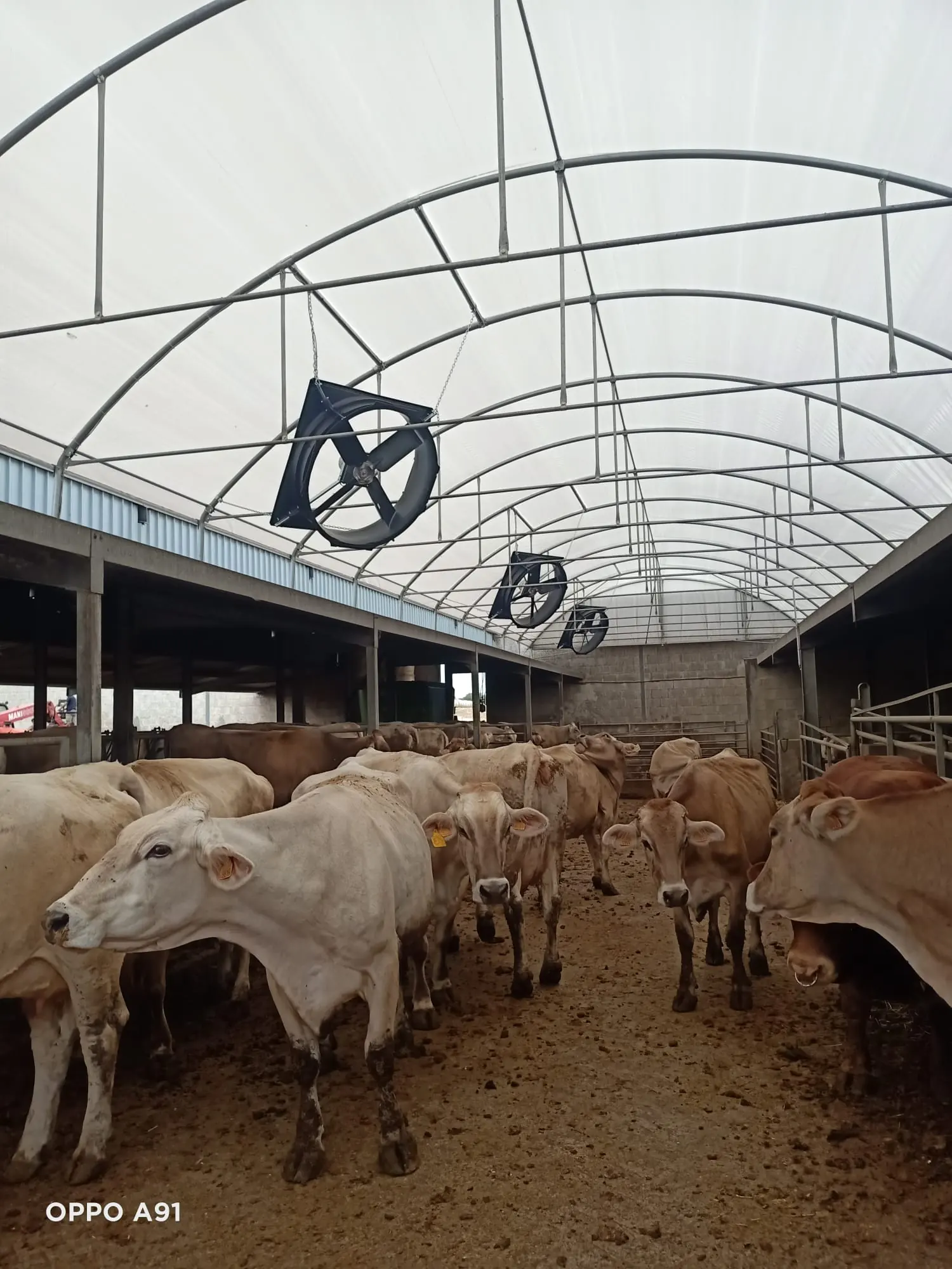 Ventilateurs axiaux alignés au-dessus d’une allée accueillant des bovins