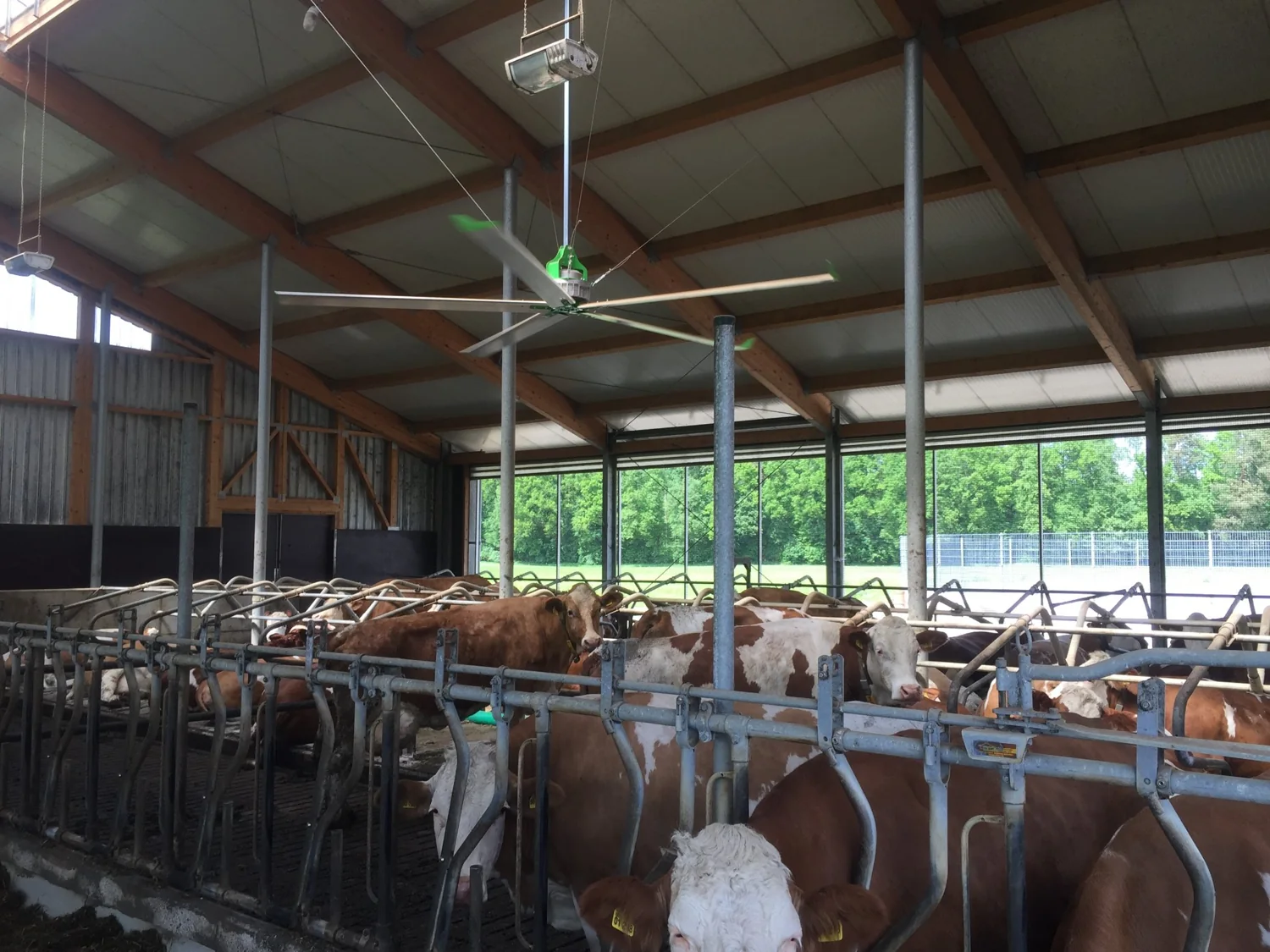 Ventilateur HVLS suspendu au-dessus des bovins dans une étable